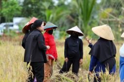 Puan Maharani: Persawahan Dewi Rembang Banyuwangi berpotensi jadi agrowisata