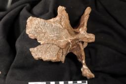 Fosil dinosaurus berlengan ditemukan  di Argentina