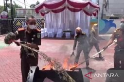 Kejaksaan Ngawi musnahkan sembilan pohon ganja barang bukti kasus narkoba