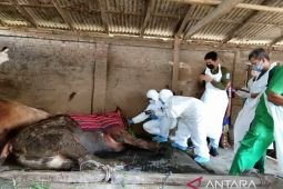 Sebanyak 124 ekor sapi di Lumajang terjangkit PMK