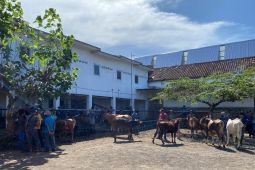 Banyuwangi surveilans di pasar hewan antisipasi PMK