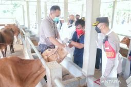 Dinas Peternakan Situbondo: Penyebaran virus PMK dapat menimbulkan kerugian peternak