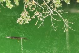 Basarnas lanjutkan pencarian remaja diterkam buaya