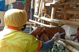 Pemkot Madiun distribusikan 395 dosis vaksin PMK tahap dua