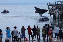 Paus sperma terdampar dan mati di perairan Banyuwangi akan diautopsi untuk riset