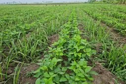 PTPN XI fokus program "Bule" usai spin off 13 pabrik gula