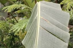 Ampelgading Malang hujan abu vulkanis akibat erupsi Semeru