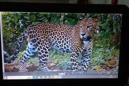 Melindungi macan tutul dari ancaman kepunahan di TN Meru Betiri