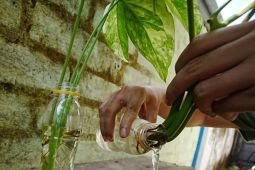 Cegah DBD, Dinkes Kota Madiun ajak warga rajin lakukan PSN