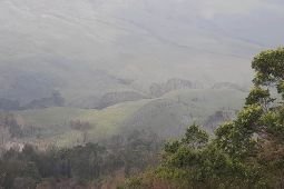 Savana Bromo kembali hijau pascakebakaran akibat suar