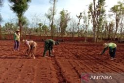 Kodim Sumenep instruksikan anggota dampingi petani