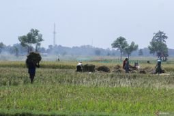 Selama MT1, penyaluran pupuk subsidi di Situbondo capai 24 persen