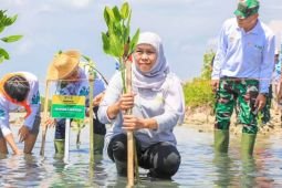 Khofifah ajak masyarakat kuatkan komitmen pelestarian mangrove