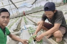 Pemkab Lamongan: Inovasi melon "green house" pacu ekonomi warga