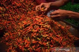 Harga cabai rawit naik Rp3.940 menjadi 41.930 per kg