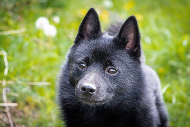 www.schipperkecanada.net
