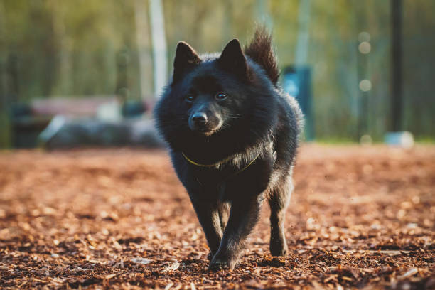 www.schipperkecanada.net
