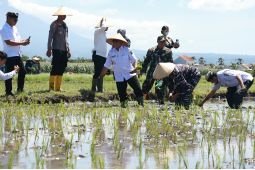 Pemkab Banyuwangi targetkan tanam padi 151.048 hektare tahun ini
