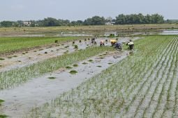 Pemkab Bojonegoro ajukan tambahan alokasi pupuk subsidi