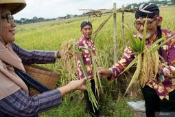 Mulai masa panen, Petani Tulungagung gelar ritual adat miwiti panen padi