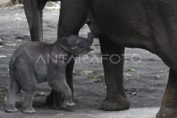 Batu Secret Zoo perkenalkan anakan gajah Sumatera bernama Diah