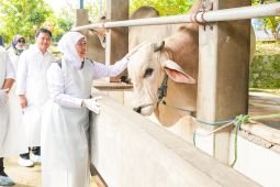 Gubernur pastikan stok hewan kurban di Jatim aman dan sehat