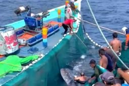 Nelayan di Sendang Biru selamatkan hiu paus yang terjebak jaring ikan