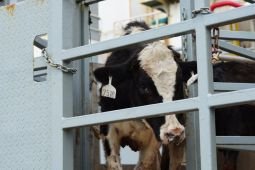 Kementan: 1.573 sapi perah impor tiba di RI untuk perkuat susu nasional