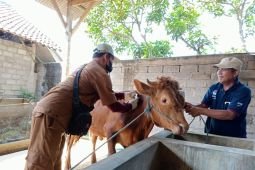Tulungagung gencarkan vaksinasi PMK, antisipasi peralihan musim