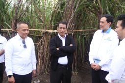 Danantara siap gelontorkan Rp1,5 triliun beli gula petani