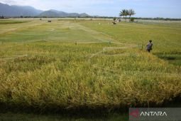 Govt ensures rice price stability through market ops: minister