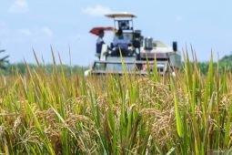 Hari Tani Nasional di Banywuangi