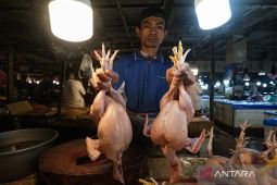 Daging ayam dan telur naik, Kementan: Masih di bawah harga acuan
