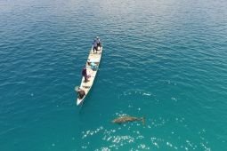 Bayi dugong pertama kali terekam di Pantai Mali NTT