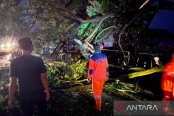 BPBD Lamongan imbau warga waspada cuaca ekstrem pasca angin kencang