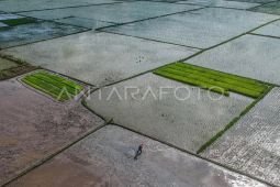 Mentan: Pemerintah tambah program cetak sawah untuk tekan harga beras