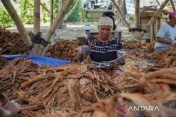Pemkab Lumajang beri bantuan langsung tunai DBHCHT kepada 6.937 warga