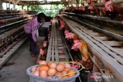 Harga telur ayam ras naik di 175 kabupaten/kota