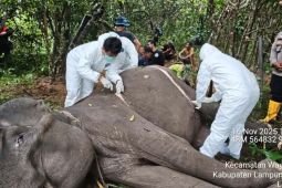 Seekor gajah berusia 45 tahun mati di Taman Nasional Way Kambas