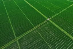 Produksi padi di Jawa Timur