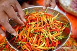 Harga pangan Kamis ini, cabai rawit Rp80.800/kg dan telur ayam Rp32.650/kg