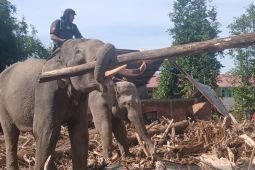 BKSDA kerahkan gajah, bantu bersihkan puing kayu pascabencana Aceh