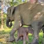 Kemenhut umumkan kelahiran seekor anak gajah di TN Way Kambas.