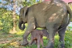 Kemenhut umumkan kelahiran seekor anak gajah di TN Way Kambas.