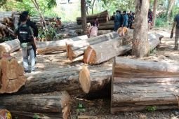 Gov't arrests illegal logging syndicate member in Baluran Park