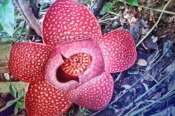 Two Rafflesia flowers bloom perfectly simultaneously in West Sumatra