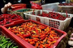 Harga pangan Jumat ini, cabai rawit Rp47.759 dan bawang merah Rp39.719 per kg