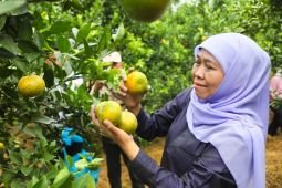 Khofifah tegaskan Jatim produsen jeruk terbesar nasional