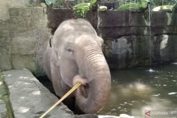 Bali Zoo ends elephant rides, cites welfare rules