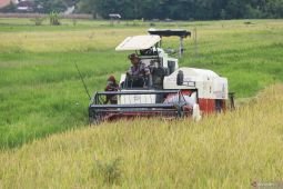 Perkiraan panen raya padi nasional maju